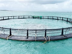 Phú Yên: Sản xuất giống và nuôi thương phẩm cá chim vây vàng